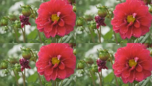 美丽的红花与水珠高清在线视频素材下载