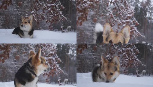 冬日森林里散步的威尔士柯基犬。高清在线视频素材下载