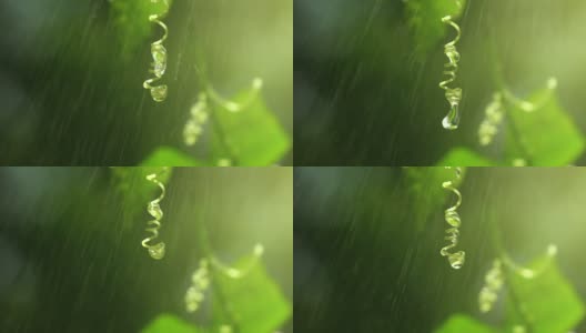 雨水洒落在嫩叶上，以自然的淡绿色为背景高清在线视频素材下载
