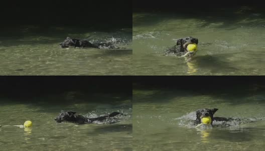 慢镜头:漂亮的黑色小狗游过小溪去捡玩具球。高清在线视频素材下载