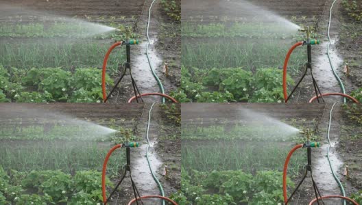 花园里的自动洒水器高清在线视频素材下载