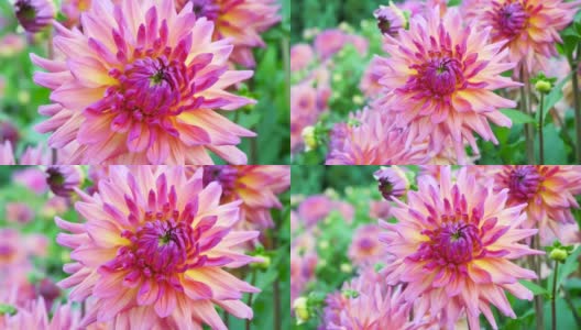 粉红色的菊花自然特写。高清在线视频素材下载
