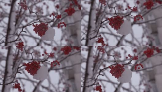 白雪覆盖的树枝上有一棵红红的山白蜡树高清在线视频素材下载