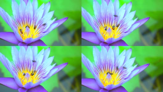蜜蜂在淡紫色莲花的花粉上找到了甜蜜高清在线视频素材下载