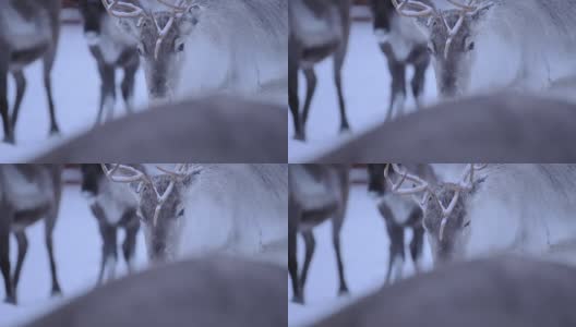 寒冷和悲伤的面孔，驯鹿在冬季在芬兰-近距离拍摄高清在线视频素材下载