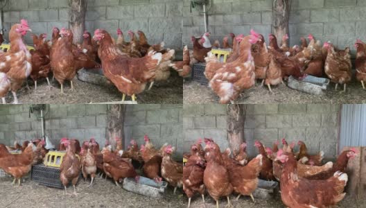 在有机养鸡场里吃草的褐母鸡都是经过精心打理的国内饲养的高清在线视频素材下载