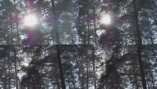 森林里的树木和刚落下来的雪，在阳光下闪闪发光。高清在线视频素材下载