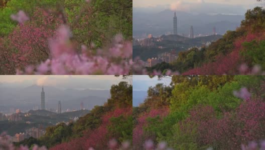 樱花盛开的台北春景，台湾高清在线视频素材下载