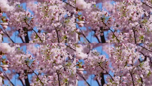 樱花、樱花都盛开在日本的春江两岸高清在线视频素材下载