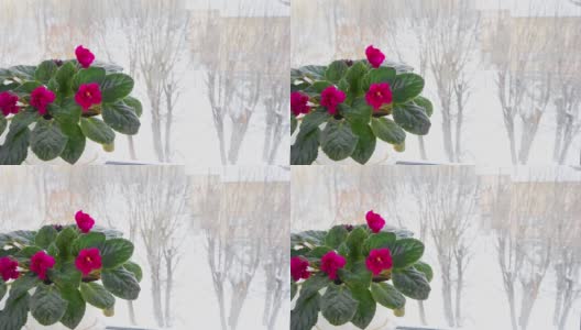 在冬季，窗台上盛开着粉红色和红色叶子的紫罗兰室内植物，外面是雪。风叶移动。家庭园艺高清在线视频素材下载