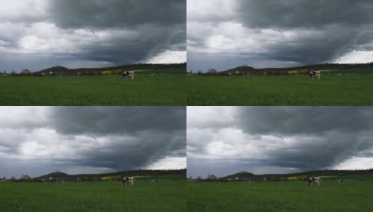 美丽的春天草地上的荷尔斯泰因奶牛高清在线视频素材下载