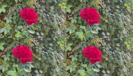花园里开着红玫瑰。茶玫瑰花红色直觉新鲜绿叶波士顿常春藤。高清在线视频素材下载