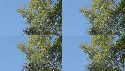 白桦树的树枝上带着绿色的叶子，映衬着明朗的蓝天，在强风中摇曳，为文字、复制留出空间。高清在线视频素材下载