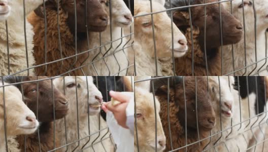 一个小女孩在农场喂养一群小羊羔。儿童与动物接触。高清在线视频素材下载