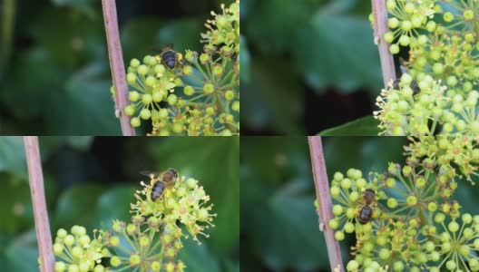一只蜜蜂在常春藤的花间吮吸，春天的时候，它的腿上满是花粉。高清在线视频素材下载