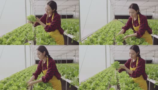 幸福亚洲女性围裙农场有机业主检查条件和质量控制与片剂植物应用新鲜蔬菜植物在水培无水农场温室高清在线视频素材下载