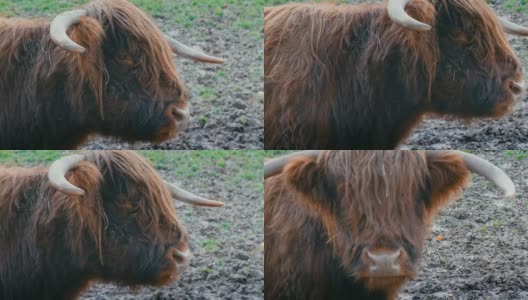 在一个阳光明媚的早晨，一头毛茸茸的野牛凝视着远方高清在线视频素材下载
