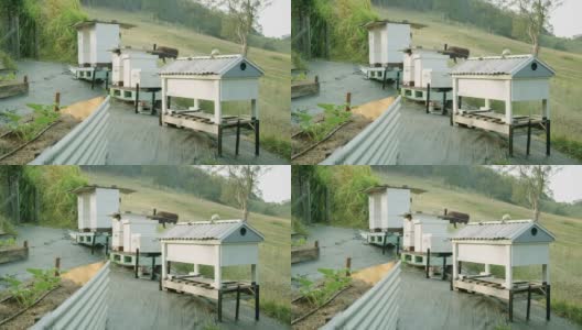 蜜蜂在蜂巢周围飞舞4k库存视频高清在线视频素材下载