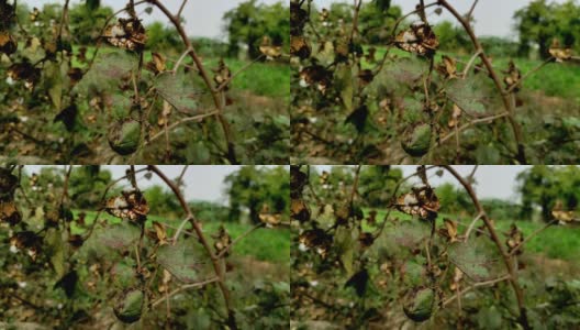 美丽的短，一个印度村庄棉花水果和花卉种植在农场高清在线视频素材下载