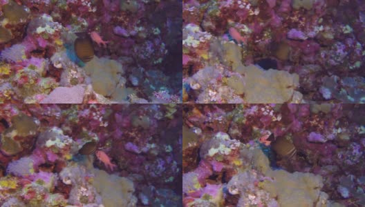 海底石斑鱼背景海洋景观在红海。高清在线视频素材下载