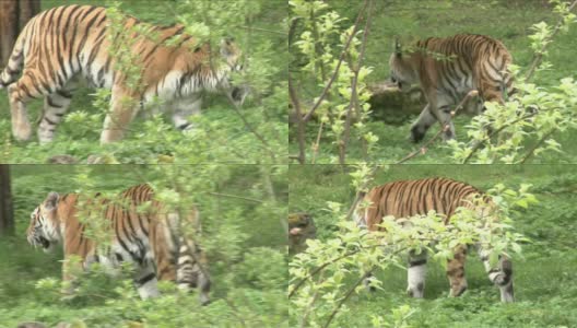 老虎在森林里。高清在线视频素材下载