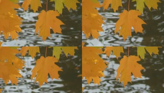 秋天枫叶在荡漾的水近距离高清在线视频素材下载