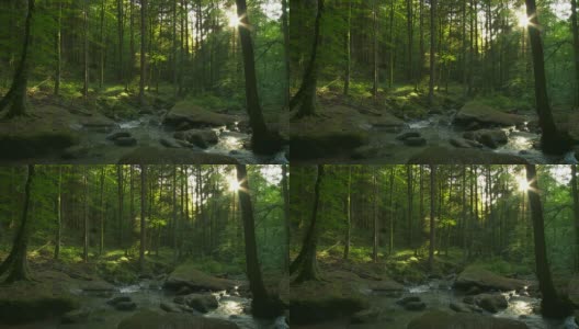 森林中的岩石溪流时光流逝高清在线视频素材下载