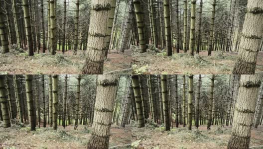 森林森林里的树木在大自然中滑多莉高清在线视频素材下载