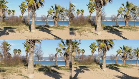 岛上的棕榈树高清在线视频素材下载