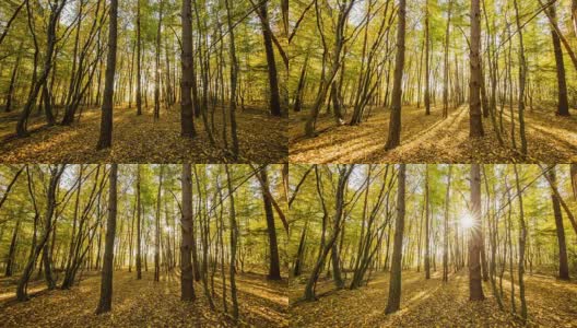 T/L 8K拍摄的秋天森林日出高清在线视频素材下载