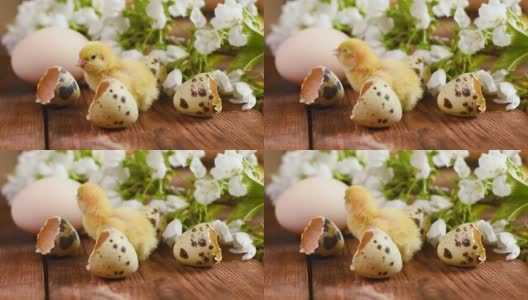 木质背景上的黄色小鸡，背景是鸡和鹌鹑蛋，还有一根开着白色樱花的盛开的树枝。高清在线视频素材下载