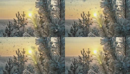 冬天白雪覆盖的森林里下着柔和的雪。美丽的冬季风景在夕阳下，松树枝在雪中高清在线视频素材下载