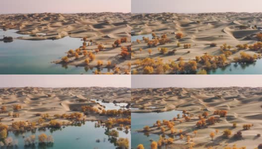 湖被沙漠包围，到处都是胡杨林高清在线视频素材下载