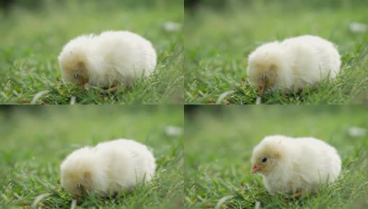 小鸡宝宝，草地上的小鸡，花园里的小鸡高清在线视频素材下载