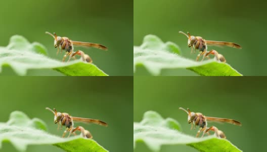 绿叶上的黄蜂。高清在线视频素材下载