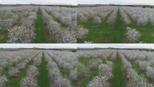 春天，果园里的樱花盛开高清在线视频素材下载