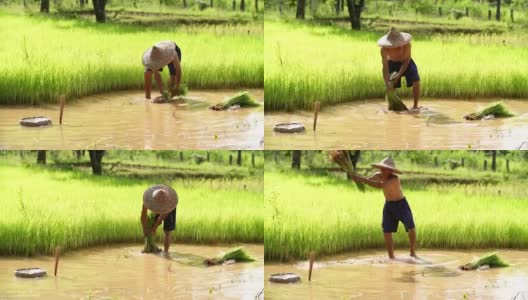 农民在雨季种植水稻。他被水和泥浸透，准备播种。高清在线视频素材下载