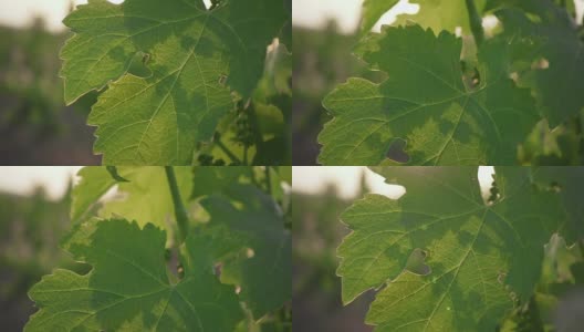 慢镜头里，春天葡萄的绿叶和未成熟的一串串高清在线视频素材下载