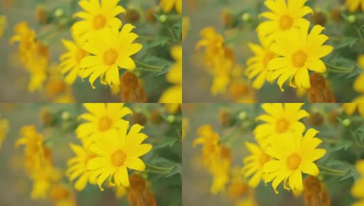 美丽的黄花自然盛开随着风吹高清在线视频素材下载