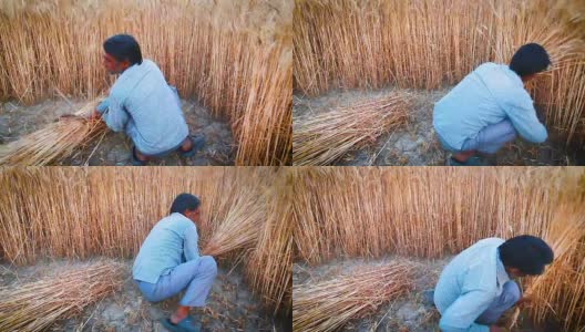 亚洲人用镰刀收割小麦高清在线视频素材下载