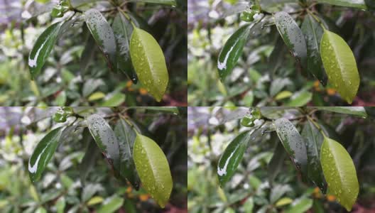 4K雨滴落在树叶上雨后，大自然的清新高清在线视频素材下载