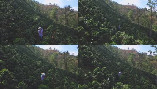男性农民熏蒸咖啡作物的鸟瞰图高清在线视频素材下载