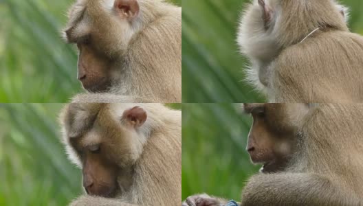 猴子猕猴高清在线视频素材下载