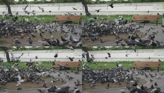 鸽子在香港高清在线视频素材下载