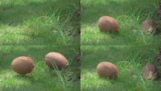 椰子掉在草地上的慢镜头高清在线视频素材下载