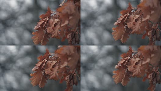 干红叶子近距离镜头与灰色调散焦背景。高清在线视频素材下载