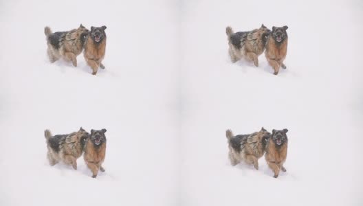 牧羊犬。牧羊犬在雪地里奔跑高清在线视频素材下载