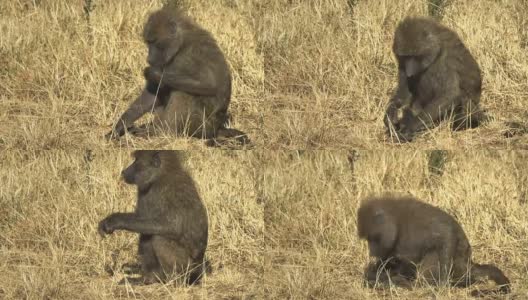 肯尼亚马赛马拉国家公园的一只橄榄狒狒的特写镜头高清在线视频素材下载