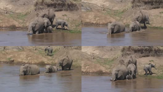 非洲象，loxodonta africana，群渡河，马赛马拉公园在肯尼亚，实时4K高清在线视频素材下载