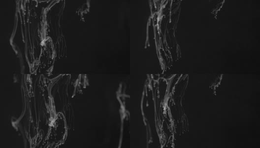 白色墨水效果在水上拍摄黑色背景。抽象水墨创作奇形怪状的云。在4 k拍摄高清在线视频素材下载